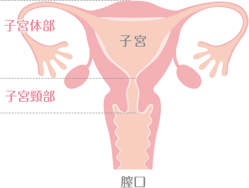 子宮頸部イメージ